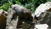 PICTURES/Glacier Critters/t_Marmot On Rock2.JPG